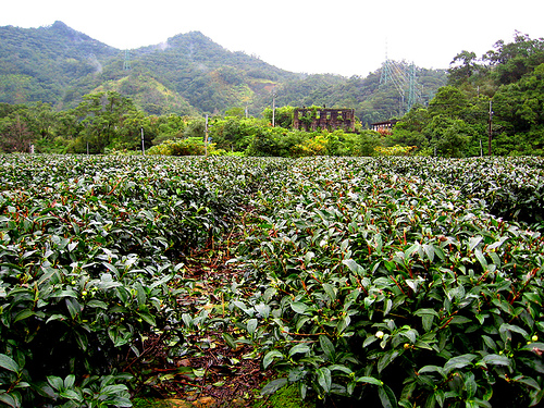 Taiwan Tea Fields