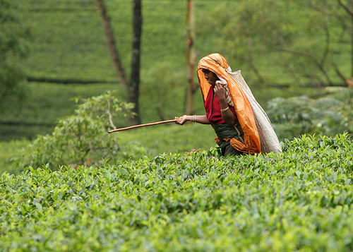 Sri Lankan Tea Plucker